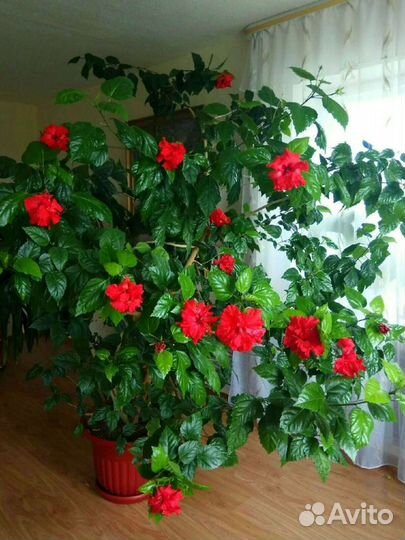 Гибискус махровый