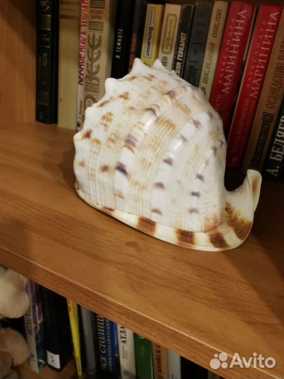 Ракушка морская большая
