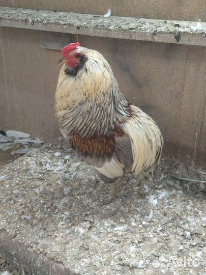 Куры петухи
