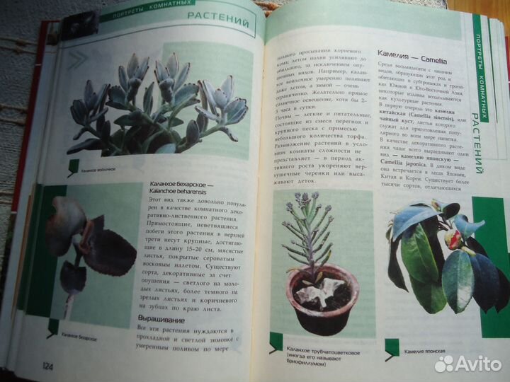 Цветоводство,Свадьба,Этикет