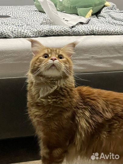 Передержка домашних животных