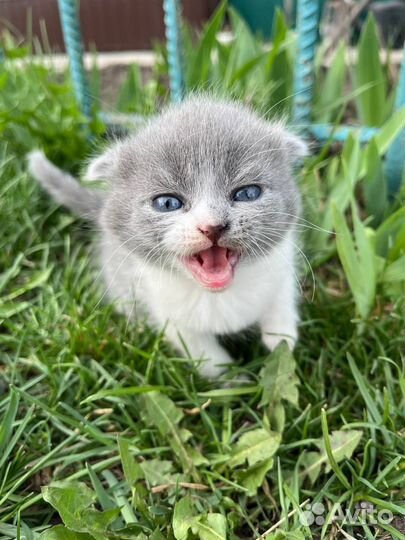 Котята в добрые руки бесплатно