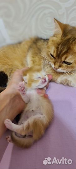 Котятки золотая шиншилла