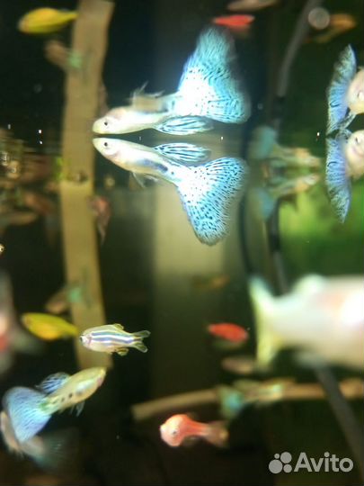 Рыбки. Живые корма