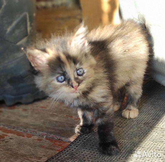 Кошка в дар бесплатно