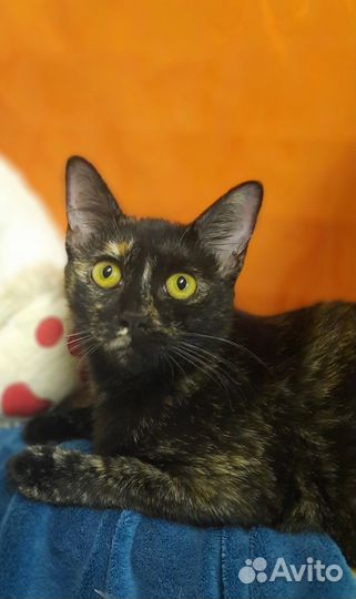 Кошечка Чупа