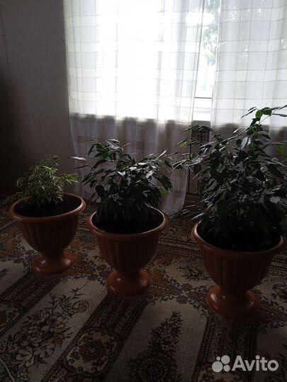 Комнатные цветы