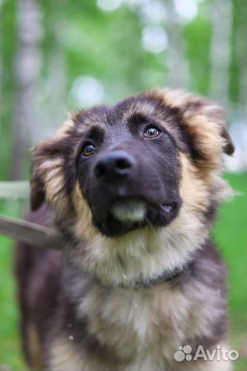 Щенку очень нужен дом