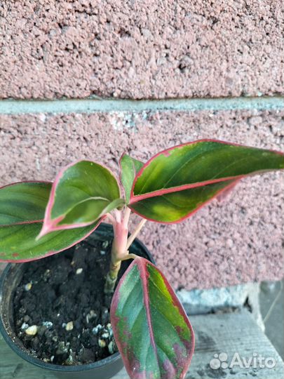 Аглаонемона крит