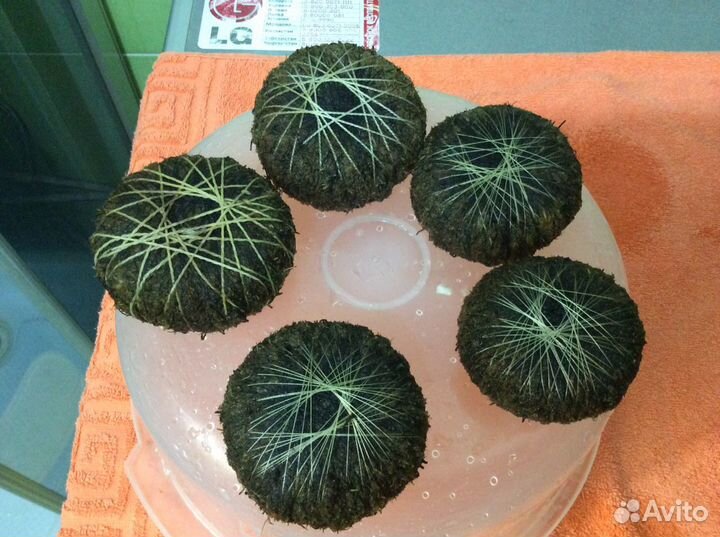 Вабикусы - питательные для аквариумных растений