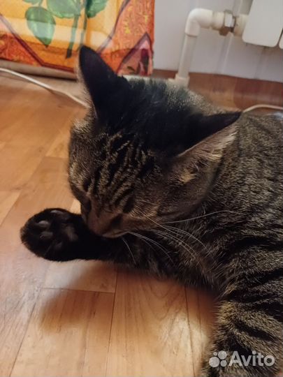 Отдам бесплатно кота