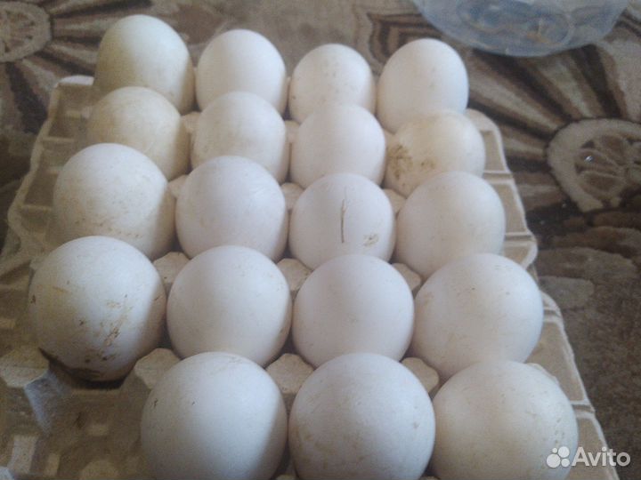 Яйцо инкубационное гусиное Линда