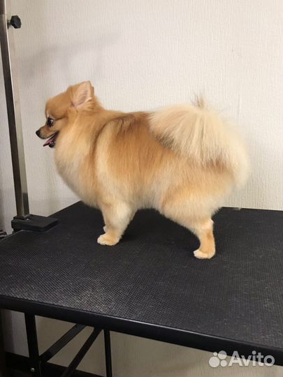 Груминг/Стрижка собак/Тримминг/уз чистка зубов