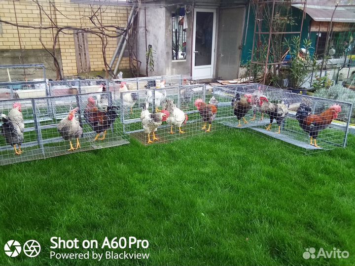 Клетка для птиц