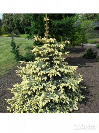 Ель Биалобок