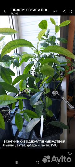 Лимоны, гибриды