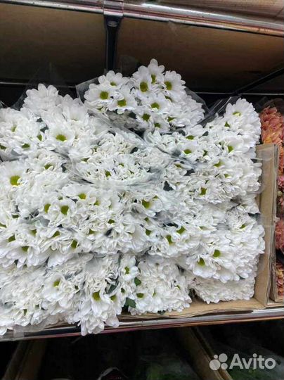 Хризантема кустовая свежий срез быстрая доставка