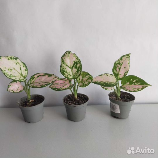 Аглаонемы разных сортов