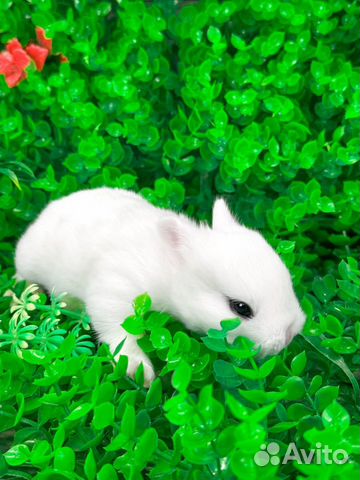 Мини карликовый кролик - самый маленький и ручной объявление продам