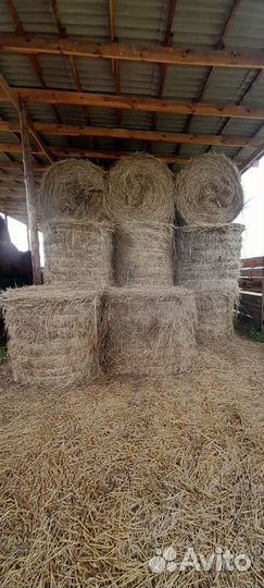 Продам сено в рулонах
