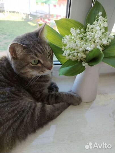 Передержка кошек