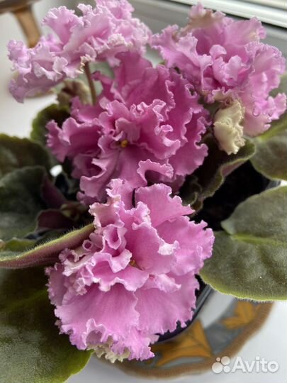 Сортовые фиалки