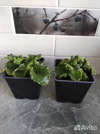 Детки сортовых фиалок