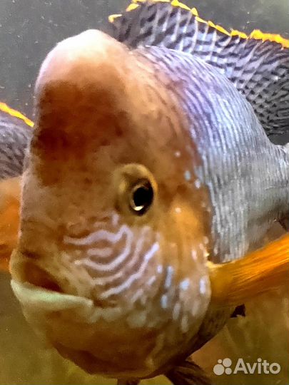 Аквариумные рыбки цихлиды