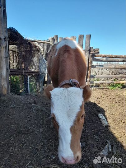 Корова телка