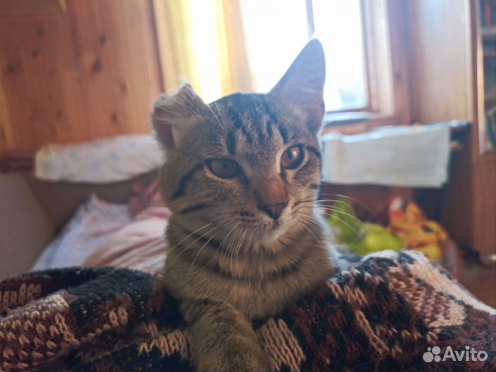 Котенок ищет дом