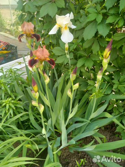 Ирисы деленки и Флоксы белые кустики