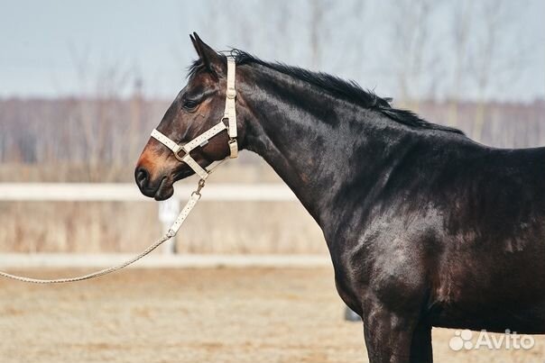 Предлагается к продаже кобыла Хельха, 2015 года ро