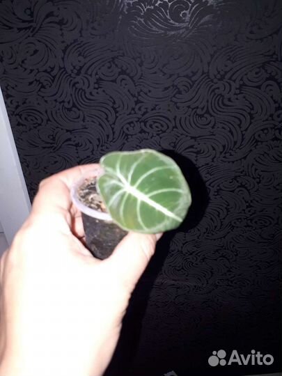 Алоказия сильвер дракон, филодендрон атом