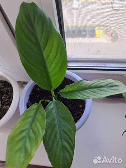 Спатифиллум