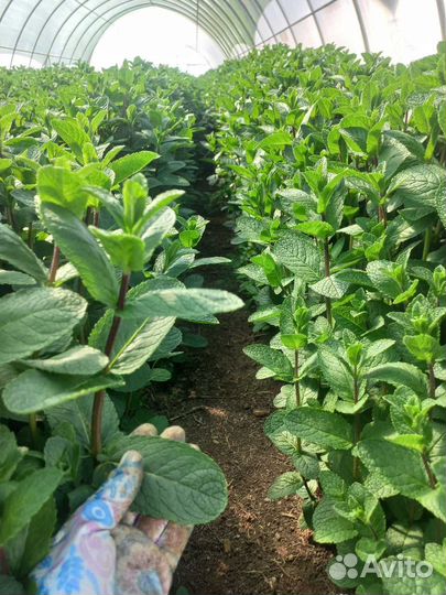 Мята свежая