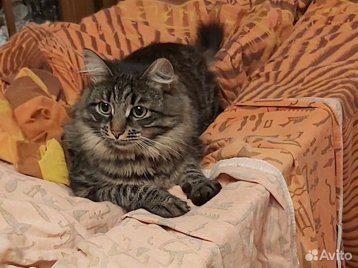 Кошка