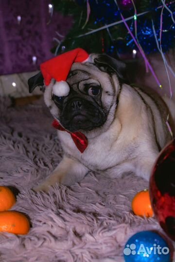 Мопс вязка мальчик