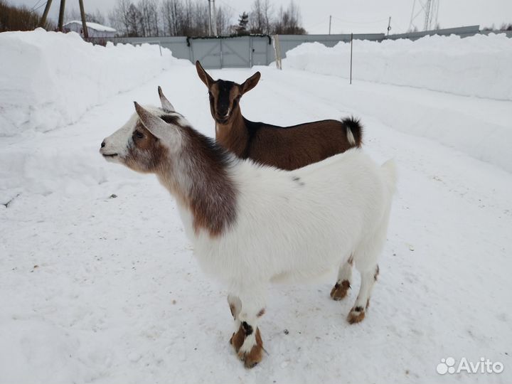 Камерунские козочки 8 месяцев