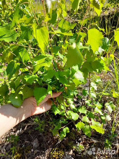 Саженцы рябины, берёз, сирени, черноплодной рябины