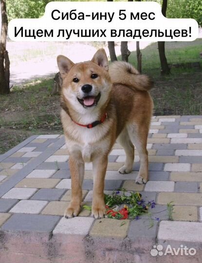 Сиба ину щенки
