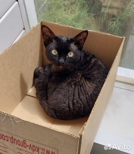 Девон-рекс вязка