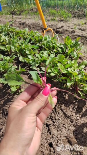 Рассада свеклы 3 вида