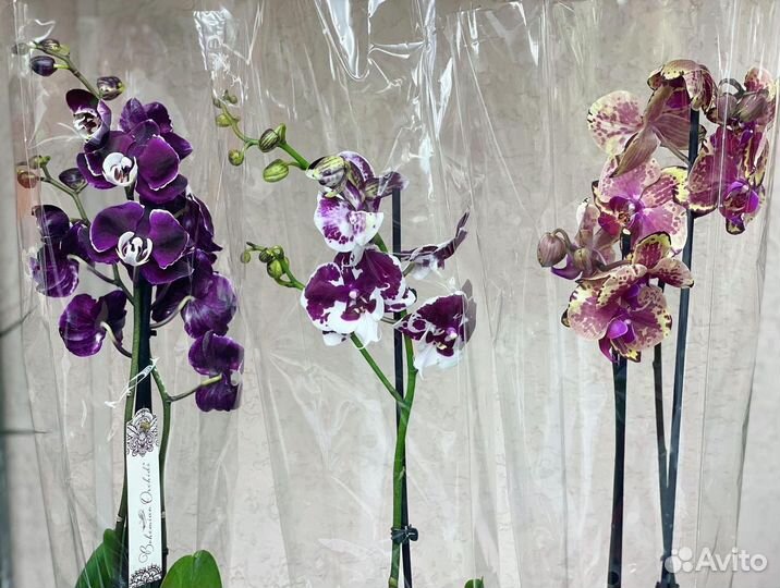 Эксклюзивные орхидеи