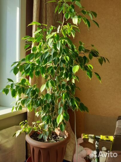 Бенджамина фикус