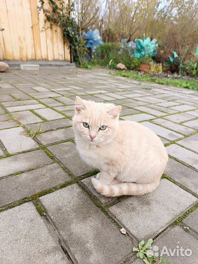 Котëнок