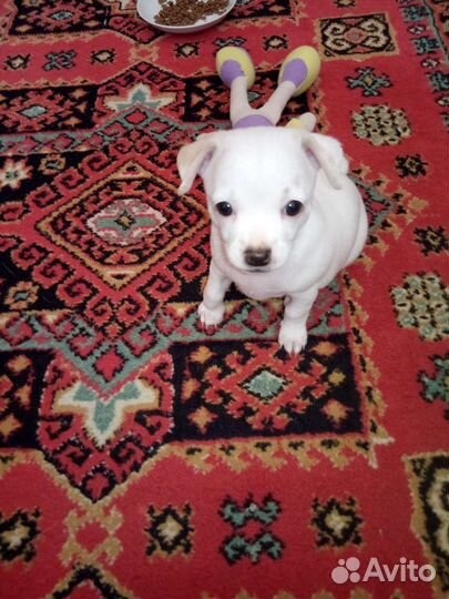 Щенки чихуахуа