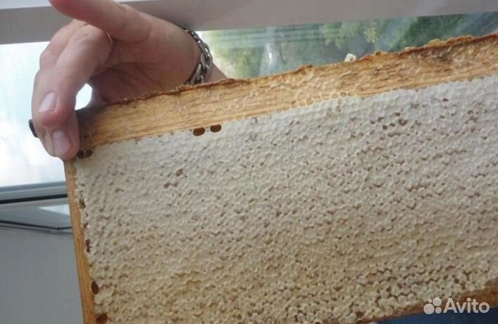 Мед натуральный с Алтая опт. min 16kg