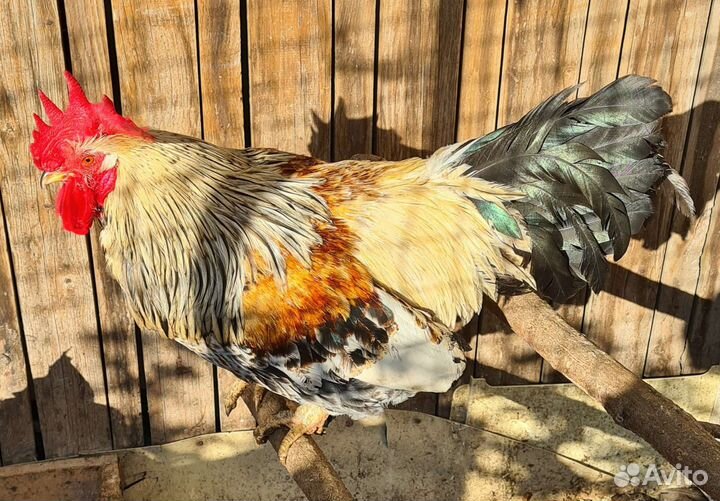 Петухи 2 шт