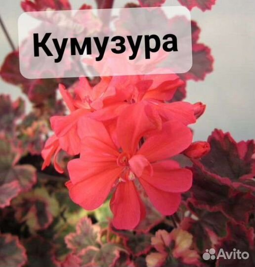 Пеларгония герань сортовая