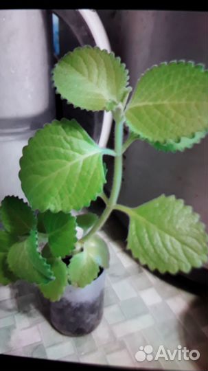 Алоэ,влоэ-вера,мята ком.,бальзам,герань,каллизия